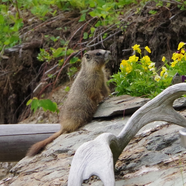 Photo of Marmota flaviventris by <a href="
http://shuswaplakephotos.wordpress.com/">Dawn Kellie</a>